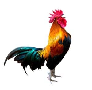 In the Sign Baba Eyiogbe Obatala I condemn the Rooster