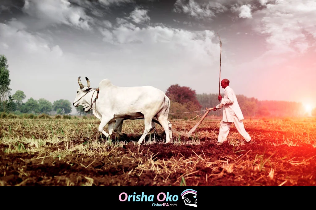 Orisha Oko